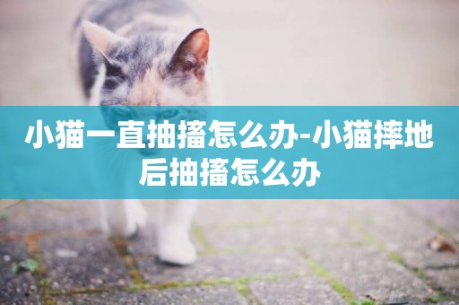 小貓一直抽搐怎么辦-小貓摔地后抽搐怎么辦