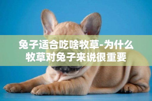 兔子適合吃啥牧草-為什么牧草對兔子來說很重要