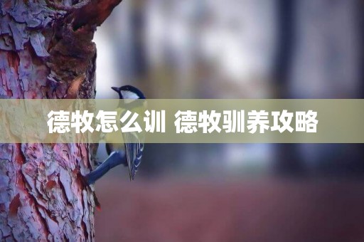 德牧怎么訓 德牧馴養攻略