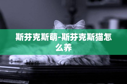 斯芬克斯萌-斯芬克斯貓怎么養 斯芬克斯萌-斯芬克斯貓怎么養