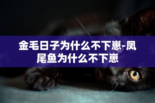 金毛日子為什么不下崽-鳳尾魚為什么不下崽