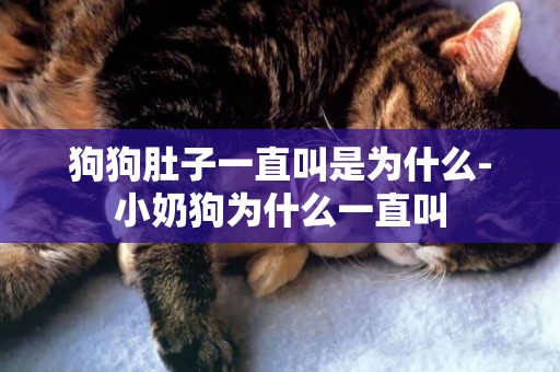 狗狗肚子一直叫是為什么-小奶狗為什么一直叫