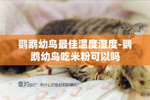 鸚鵡幼鳥最佳溫度濕度-鸚鵡幼鳥吃米粉可以嗎