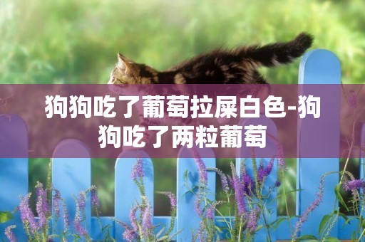狗狗吃了葡萄拉屎白色-狗狗吃了兩粒葡萄
