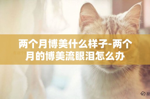 兩個月博美什么樣子-兩個月的博美流眼淚怎么辦