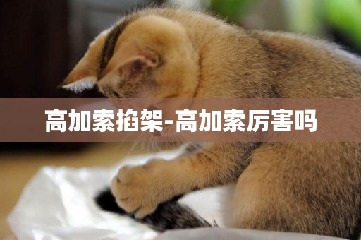 高加索掐架-高加索厲害嗎