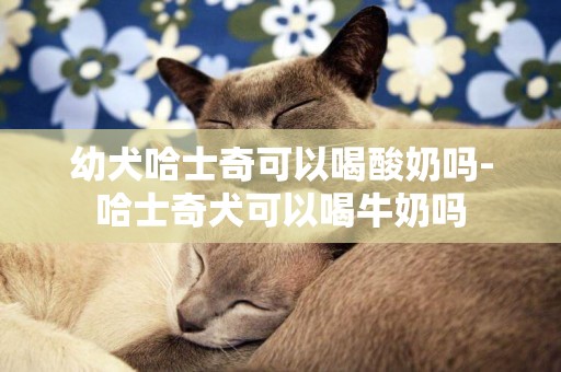 幼犬哈士奇可以喝酸奶嗎-哈士奇犬可以喝牛奶嗎