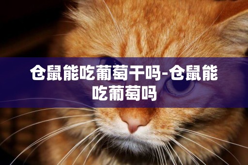倉鼠能吃葡萄干嗎-倉鼠能吃葡萄嗎