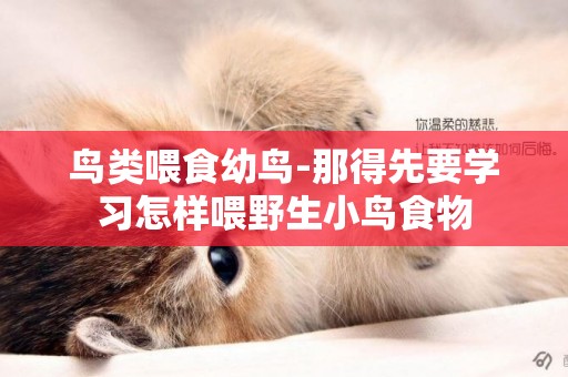 鳥類喂食幼鳥-那得先要學習怎樣喂野生小鳥食物
