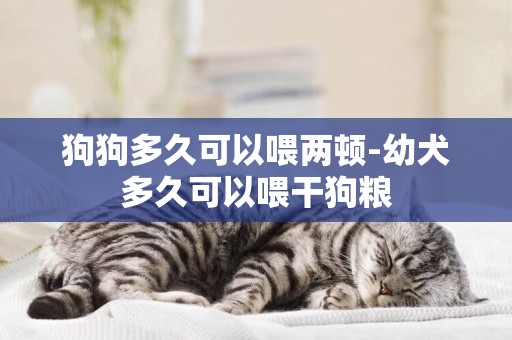 狗狗多久可以喂兩頓-幼犬多久可以喂干狗糧