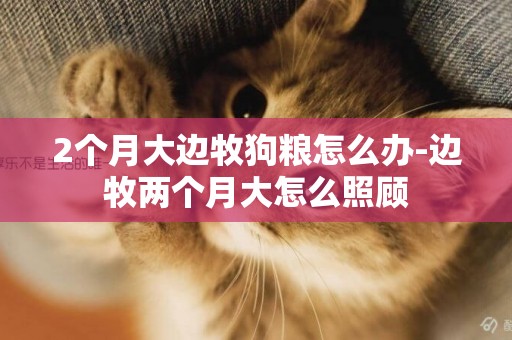 2個月大邊牧狗糧怎么辦-邊牧兩個月大怎么照顧