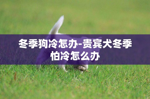 冬季狗冷怎辦-貴賓犬冬季怕冷怎么辦