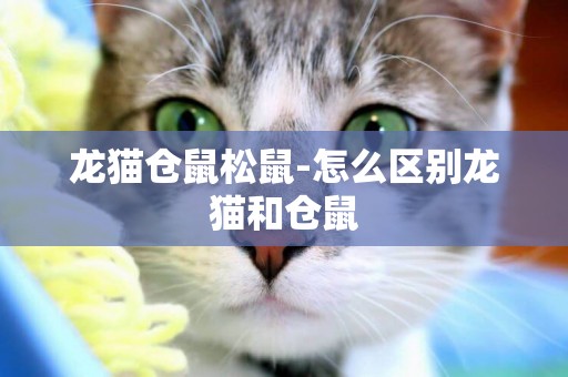 龍貓倉鼠松鼠-怎么區別龍貓和倉鼠