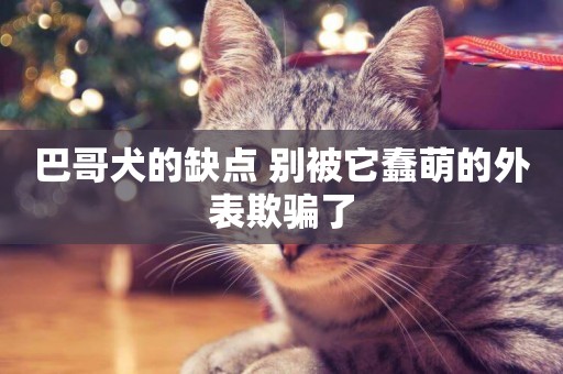 巴哥犬的缺點 別被它蠢萌的外表欺騙了