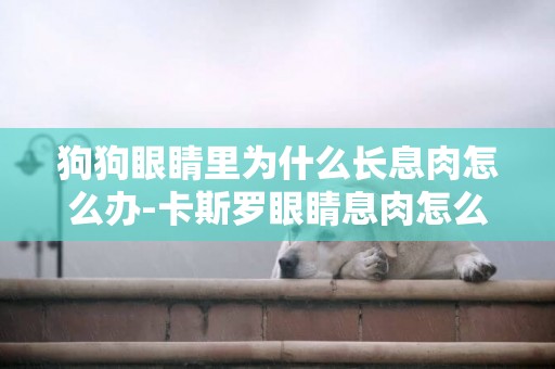 狗狗眼睛里為什么長息肉怎么辦-卡斯羅眼睛息肉怎么辦