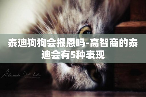 泰迪狗狗會報恩嗎-高智商的泰迪會有5種表現