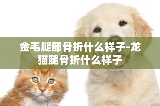 金毛腿部骨折什么樣子-龍貓腿骨折什么樣子