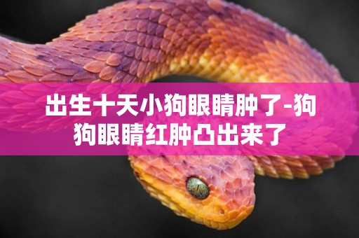 出生十天小狗眼睛腫了-狗狗眼睛紅腫凸出來了
