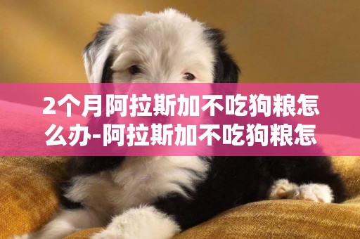 2個月阿拉斯加不吃狗糧怎么辦-阿拉斯加不吃狗糧怎么辦