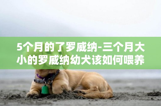5個月的了羅威納-三個月大小的羅威納幼犬該如何喂養
