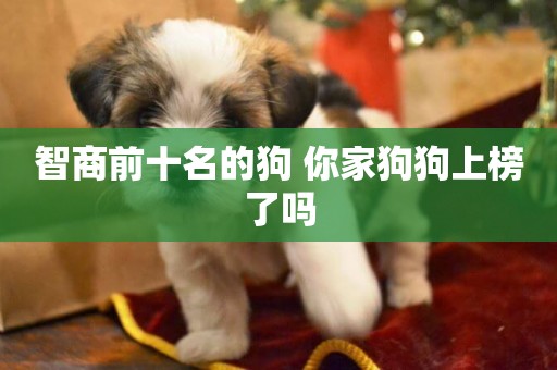 智商前十名的狗 你家狗狗上榜了嗎