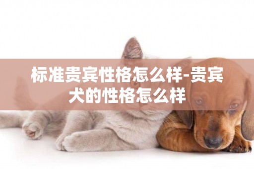 標準貴賓性格怎么樣-貴賓犬的性格怎么樣
