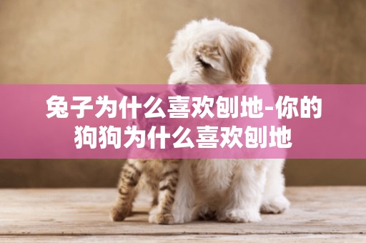 兔子為什么喜歡刨地-你的狗狗為什么喜歡刨地