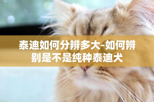 泰迪如何分辨多大-如何辨別是不是純種泰迪犬