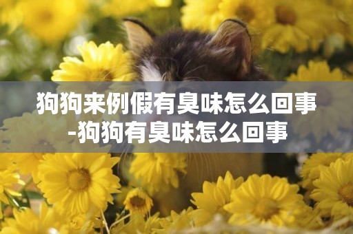 狗狗來例假有臭味怎么回事-狗狗有臭味怎么回事