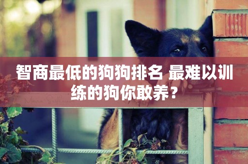 智商最低的狗狗排名 最難以訓練的狗你敢養？