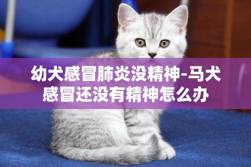 幼犬感冒肺炎沒精神-馬犬感冒還沒有精神怎么辦