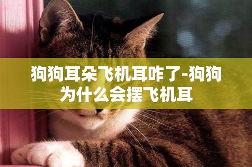 狗狗耳朵飛機耳咋了-狗狗為什么會擺飛機耳