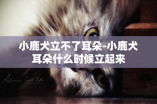 小鹿犬立不了耳朵-小鹿犬耳朵什么時候立起來