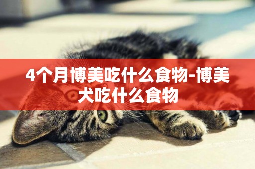 4個月博美吃什么食物-博美犬吃什么食物