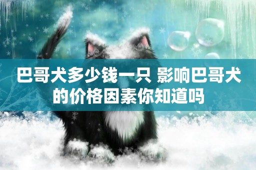 巴哥犬多少錢一只 影響巴哥犬的價格因素你知道嗎