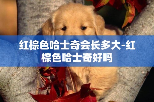 紅棕色哈士奇會長多大-紅棕色哈士奇好嗎