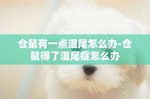 倉鼠有一點濕尾怎么辦-倉鼠得了濕尾癥怎么辦