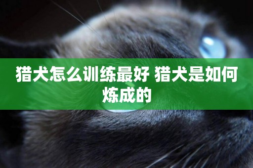 獵犬怎么訓練最好 獵犬是如何煉成的