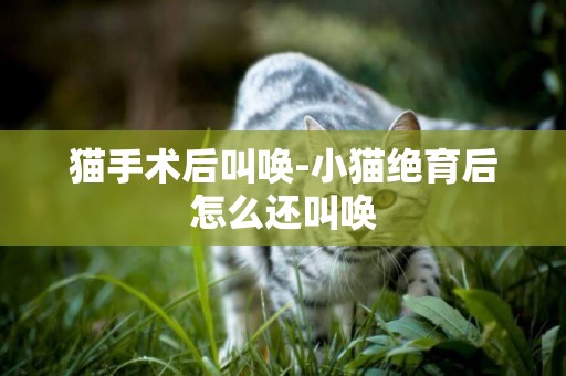 貓手術后叫喚-小貓絕育后怎么還叫喚