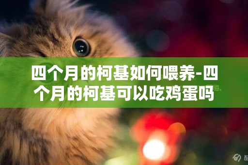 四個月的柯基如何喂養-四個月的柯基可以吃雞蛋嗎