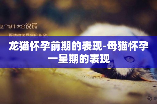 龍貓懷孕前期的表現-母貓懷孕一星期的表現