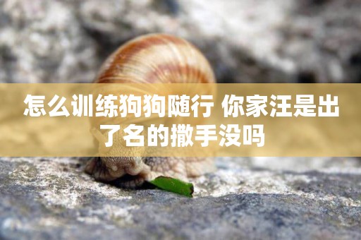 怎么訓練狗狗隨行 你家汪是出了名的撒手沒嗎
