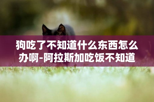 狗吃了不知道什么東西怎么辦啊-阿拉斯加吃飯不知道饑飽怎么辦