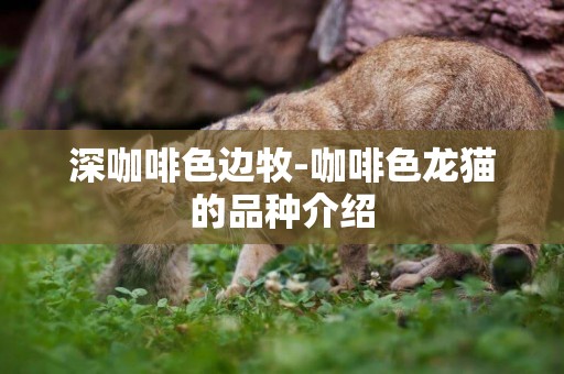 深咖啡色邊牧-咖啡色龍貓的品種介紹
