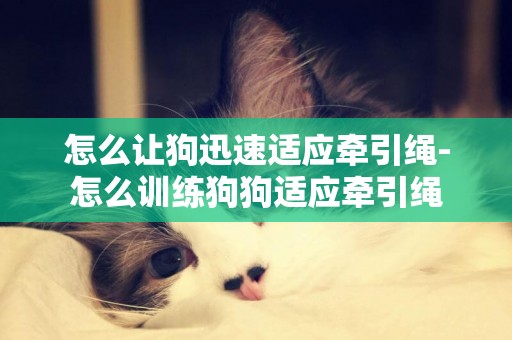 怎么讓狗迅速適應牽引繩-怎么訓練狗狗適應牽引繩