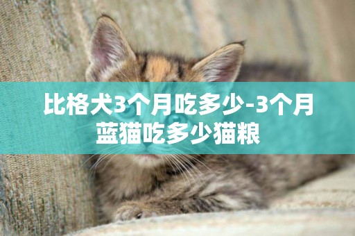 比格犬3個月吃多少-3個月藍貓吃多少貓糧