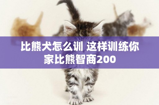 比熊犬怎么訓 這樣訓練你家比熊智商200