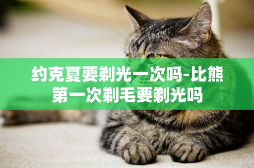 約克夏要剃光一次嗎-比熊第一次剃毛要剃光嗎