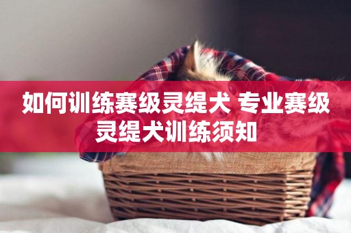 如何訓練賽級靈緹犬 專業賽級靈緹犬訓練須知