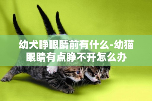 幼犬睜眼睛前有什么-幼貓眼睛有點睜不開怎么辦